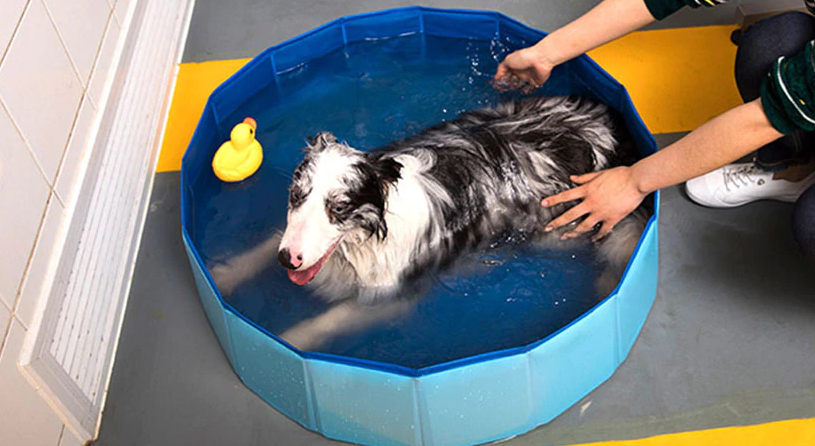 Piscine pliable pour animaux – Accessoire d’été premium