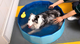 Piscine pliable pour animaux – Accessoire d’été premium