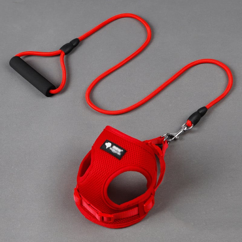 Set laisse et collier pour chiens et animaux de compagnie