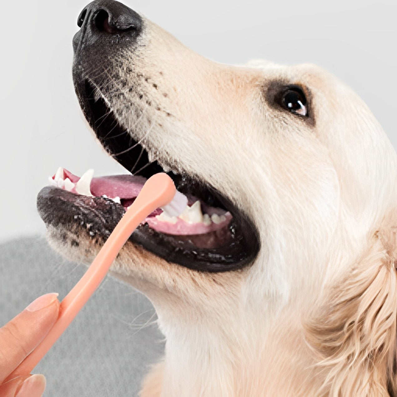 Brosse à dents pour chiens et chats – soins bucco-dentaires