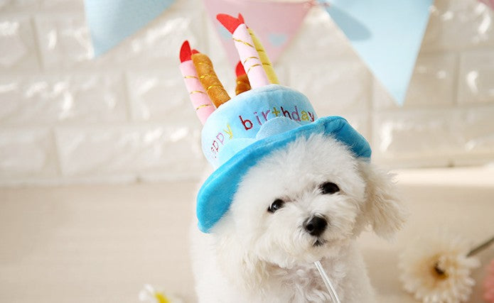 Chapeau gâteau d’anniversaire pour chat et chien