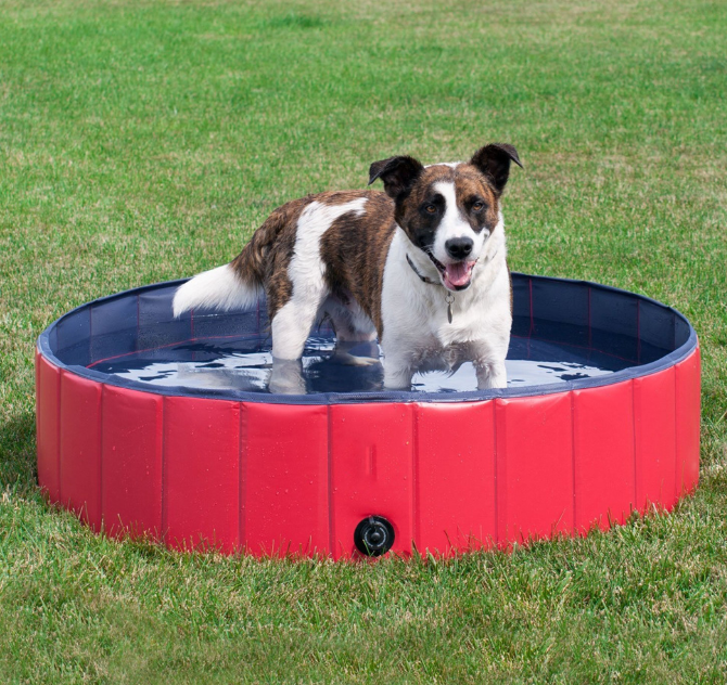 Piscine pliable pour animaux – Accessoire d’été premium