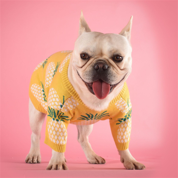 Pull chaud pour chien – Maille premium au design ananas