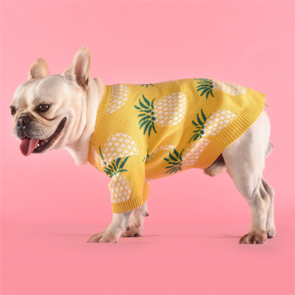 Pull chaud pour chien – Maille premium au design ananas