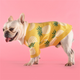 Pull chaud pour chien – Maille premium au design ananas